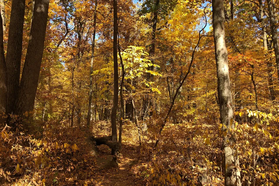 Autumn woods on a trail in the Sourland Mountain Preserve, Hillsborough