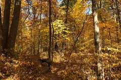 Autumn woods on a trail in the Sourland Mountain Preserve, Hillsborough